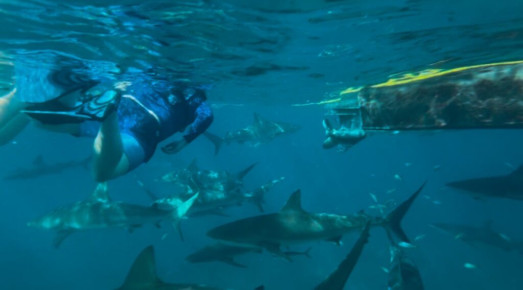 Sharksnorkeling